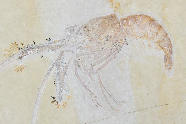 Huge, Fossil Shrimp (Aeger) - Solnhofen Limestone #188635